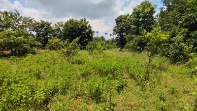 Image of 31968 Sq.ft Residential Plot / Land for sale in Kothavalasa, Visakhapatnam for Rs. 14800000