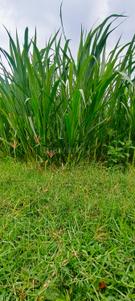 Image of 43560 Sq.ft Residential Plot / Land for sale in Kandukur, Hyderabad for Rs. 15000000