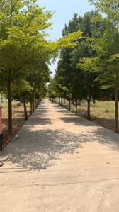 Pandhari Nagar Plot View 2
