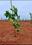 Surya highway gold Main Image 1