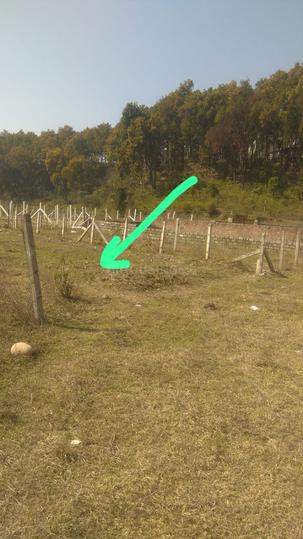 Phulsani Main Image 1