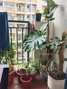 Balcony Image of 980 Sq.ft 2 BHK Apartment / Flat for sale in Kolur Bengaluru for Rs. 10540000
