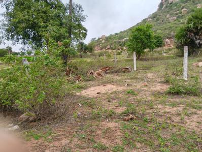 Image of 1800 Sq.ft Residential Plot / Land for sale in Mazidpur, Hyderabad for Rs. 1400000