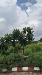Sanganer Plot View 1