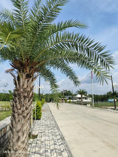 Manduwala Main Image 1