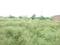 Sector 3 Plot View 2