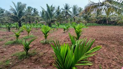Image of 8000 Sq.ft Residential Plot / Land for sale in Kanakapura, Bengaluru for Rs. 42000000