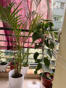 Balcony Image of 1350 Sq.ft 2 BHK Apartment / Flat for rent in Puravankara Purva Belmont, Kumaraswamy Layout Bengaluru for Rs. 40000