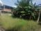 Platinum Pearl and Coral Plot View 2