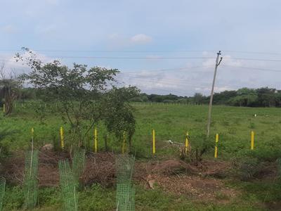 Agricultural Land