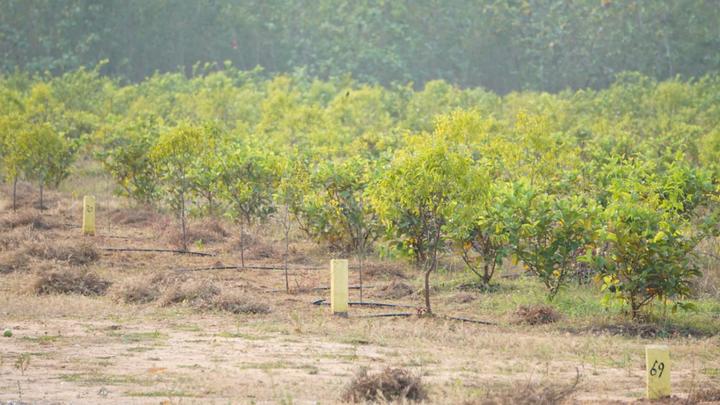 SANDAL VALLEY BALLANKI Main Image 1