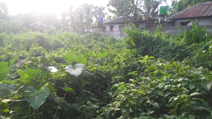 Pelku Main Image 1