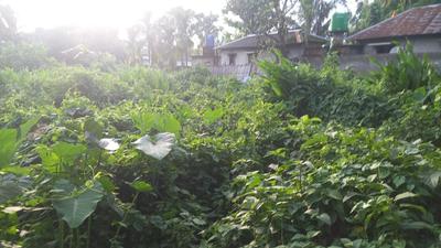 Pelku Plot View 1