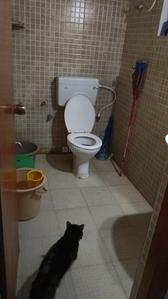 Bathroom Image of 750 Sq.ft 1 BHK Apartment / Flat for rent in Surathkal Mangalore for Rs. 20000