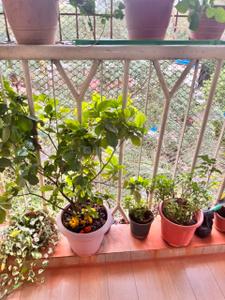Balcony Image of 760 Sq.ft 2 BHK Apartment / Flat for sale in Thane West Thane for Rs. 15300000