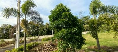 Image of 1350 Sq.ft Residential Plot / Land for sale in Airport City, Rajahmundry for Rs. 1950000