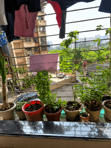 Image of 1130 Sq.ft 2 BHK Apartment / Flat for sale in Anmol Planet, Kharghar, Navi Mumbai for Rs. 12500000