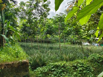 Image of 1214 Sq.ft Residential Plot / Land for sale in Kalamassery, Kochi for Rs. 8000000