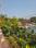 Wadhwa Wise City Main Image 1