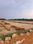Gudiapokari plot Main Image 1