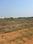 Patrapoda Plot View 2