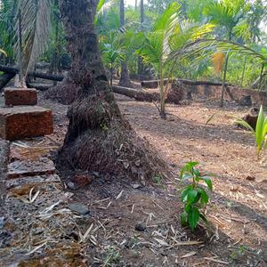 Nagaon Plot View 1