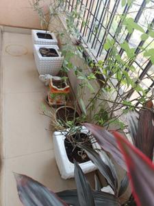 Balcony Image of 680 Sq.ft 1 BHK Apartment / Flat for sale in Sanghvi Valley A1 A2, Kalwa Thane for Rs. 7800000