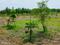 Melmaruvathur Plot View 2