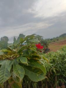Image of 121 Sq.ft Residential Plot / Land for sale in Shadnagar, Ranga Reddy for Rs. 1000000