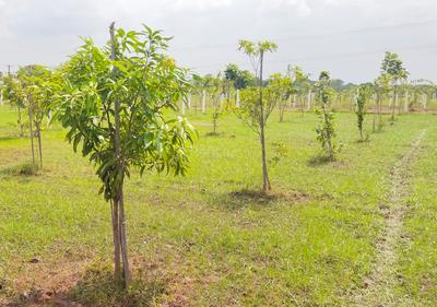 Agricultural Land