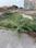 Jarauli Main Image 1