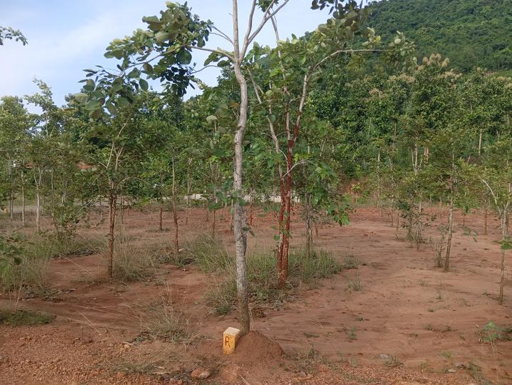 Pendurthi Main Image 1