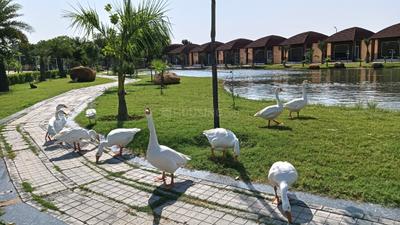 Image of 900 Sq.ft Residential Plot / Land for sale in Chaksu, Jaipur for Rs. 170000