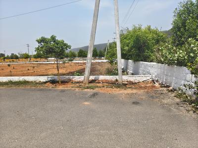 TEMPLE TREE Plot View 2