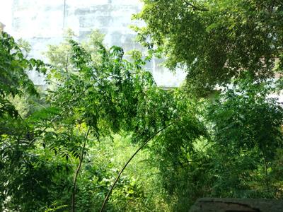 Image of 3600 Sq.ft Residential Plot / Land for sale in Sector 23 Dwarka, New Delhi for Rs. 229900000