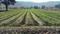 Simrol Plot View 2