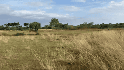 Image of 43500 Sq.ft Residential Plot / Land for sale in Kariapatti, Virudhunagar for Rs. 2500000