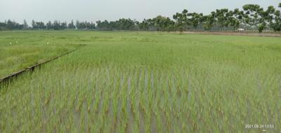 Image of 5040 Sq.ft Residential Plot / Land for sale in Sonarpur, Kolkata for Rs. 2625000