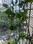 Khapridev Balcony 1