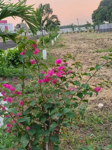 Image of 620 Sq.ft Residential Plot / Land for sale in Panchetty, Chennai for Rs. 960000