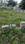 Krishna Reddy Layout, Basavanapura Plot View 2