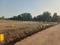Mhasrul Plot View 2