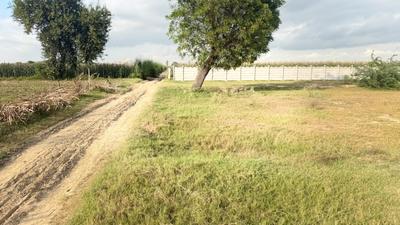 Image of 1800 Sq.ft Residential Plot / Land for sale in Barsana, Mathura for Rs. 2000000