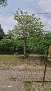 Sarisha Plot View 2