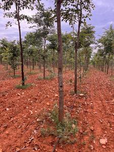 Residential Plot