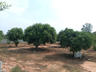 Residential Plot