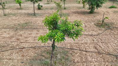 Image of 9600 Sq.ft Residential Plot / Land for sale in Panjappur, Tiruchirappalli for Rs. 8900000