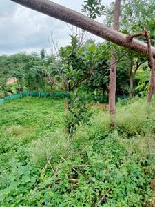 Residential Plot