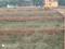 Image of 5000 Sq.ft Residential Plot / Land for sale in Hanspal, Bhubaneswar  for Rs. 7250000