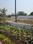 Chowk Plot View 2